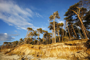 Deutschland, Mecklenburg-Vorpommern, Fischland-Darss-Zingst, Küstenlandschaft - JTF000648