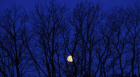 Full moon behind branches of a bare tree - JTF000651