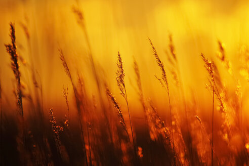 Germany, Fischland Darss Zingst, grasses at backlight - JTF000654