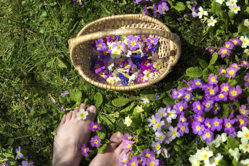 Woman's feet and basket with violets - MIDF000319