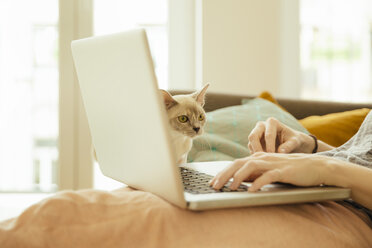 Frau mit birmanischer Katze am Laptop - MFF001579