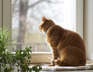 Cat sitting on window sill looking through window - DISF002033