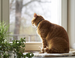 Katze sitzt auf dem Fensterbrett und schaut durch das Fenster - DISF002033