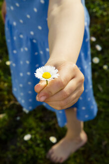 Hand eines kleinen Mädchens präsentiert Gänseblümchen - LVF003194