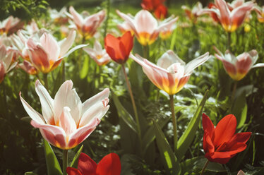 Deutschland, Baden-Württemberg, Mainau, Tulpen, Tulipa - ELF001495