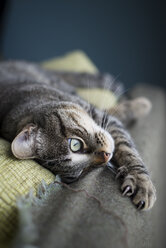 Getigerte Katze entspannt sich auf einer Couch - RAEF000154