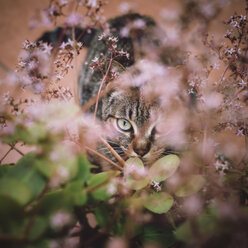 Getigerte Katze versteckt sich zwischen den Blumen eines Gartens - RAE000150