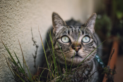 Getigerte Katze versteckt sich zwischen den Pflanzen auf einer Terrasse - RAEF000151
