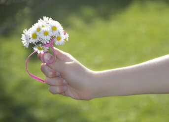 Little girl's hand holding bunch of daisys - YFF000411