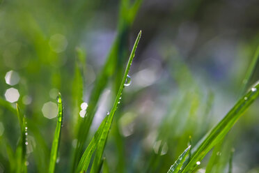 Dew on grass, close up - JTF000658