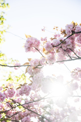 Deutschland, Duesseldorf, Japanische Kirschblüten, lizenzfreies Stockfoto