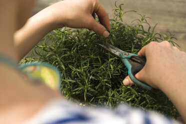 Young female gardener working in plant nursery - UUF003993