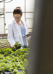 Young female gardener examining plants in nursery - UUF004005