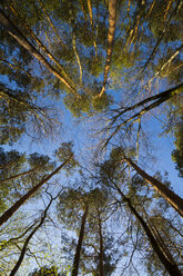 Germany, Baden-Wuerttemberg near Tuebingen, tree tops - LVF003304