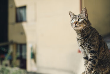 Getigerte Katze beobachtet etwas - RAEF000160