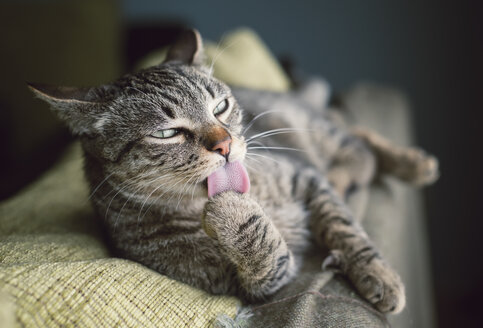 Tabby cat resting on a couch licking paw - RAEF000159