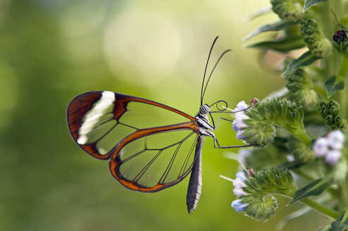 Glasgeflügelter Schmetterling im Schmetterlingshaus - KEBF000143