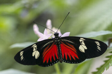 Postbote Schmetterling im Schmetterlingshaus - KEBF000147