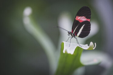 Postbote Schmetterling im Schmetterlingshaus - KEBF000148