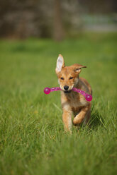 Harzer Fuchs Welpe mit Hundespielzeug läuft auf einer Wiese - HTF000721