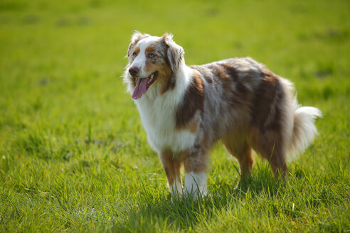 Australian Shepherd stehend auf einer Wiese - HTF000723