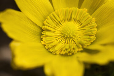 Pheasant's eye, Adonis vernalis - SIEF006565