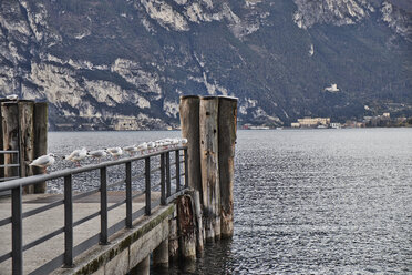 Italien, Torbole, Gardasee, Möwen auf dem Steg - MRF001643