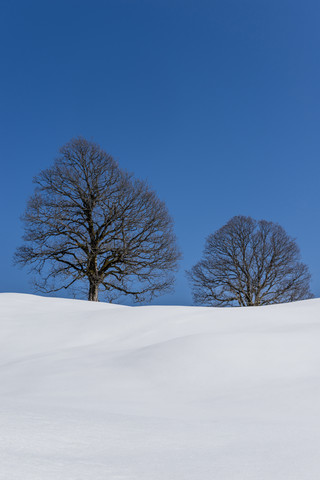 Deutschland, Bayern, Allgäu, kahle Bäume im Winter, lizenzfreies Stockfoto