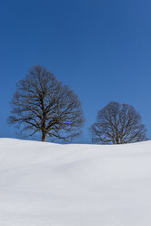 Deutschland, Bayern, Allgäu, kahle Bäume im Winter - EGBF000010