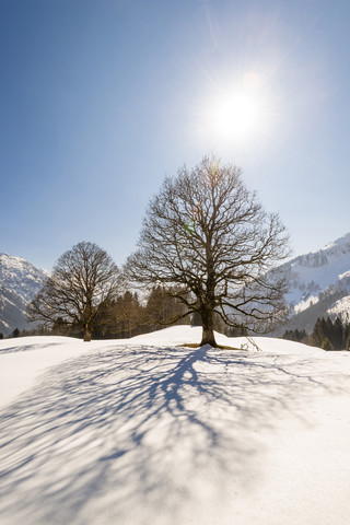 Deutschland, Bayern, Allgäu, kahle Bäume im Winter im Gegenlicht, lizenzfreies Stockfoto