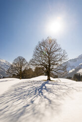 Germany, Bavaria, Allgaeu, bare trees in winter in backlight - EGBF000009