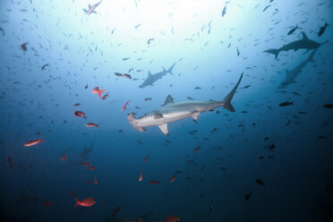 Costa Rica, Scalloped hammerhead shark, Sphyrna lewini - ZC000220