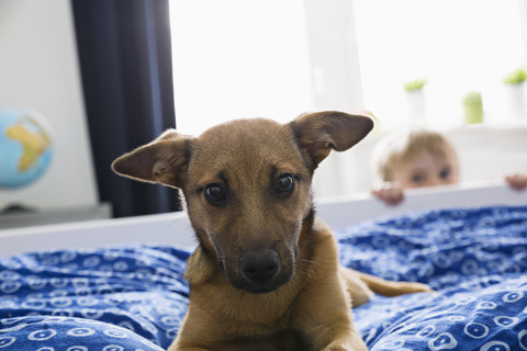 Porträt eines auf dem Bett liegenden Hundes mit einem Jungen im Hintergrund, lizenzfreies Stockfoto