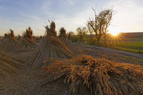 Österreich, Breitenbrunn, kegelförmige Schilfbündel in der Abenddämmerung, lizenzfreies Stockfoto