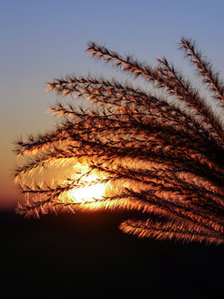 Gräser vor Sonnenuntergang - HOHF001344