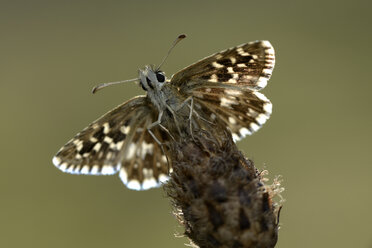 Grauschnäpper, Pyrgus malvae - MJOF000975