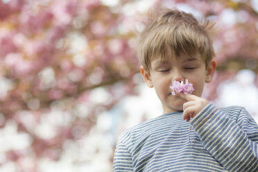 Deutschland, Berlin, Kirschblüte, Kleiner Junge riecht an Blumen - MMFF000725