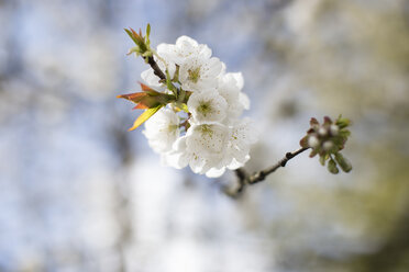 Twig with white cherry blossoms - NNF000209