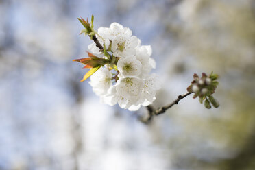 Zweig mit weißen Kirschblüten - NNF000209