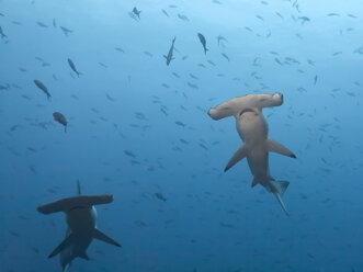 Costa Rica, Cocos-Insel, zwei Kammgarn-Hammerhaie - ZC000225