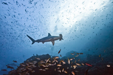 Costa Rica, Cocos Island, scalloped hammerhead and school of yellowtail snappers - ZC000222