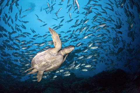 Costa Rica, Cocos Island, Green Sea Turtle swimming in between school of bigeye trevallies stock photo