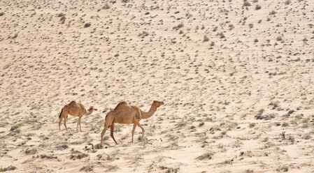 Arabien, Oman, zwei Dromedare in Wahiba Sands - HLF000869