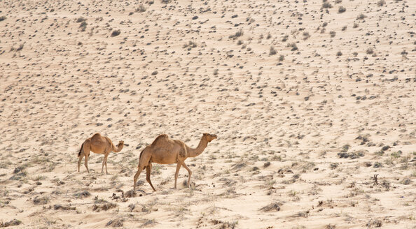 Arabia, Oman, two dromedaries at Wahiba Sands - HLF000869