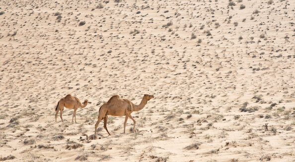 Arabien, Oman, zwei Dromedare in Wahiba Sands - HLF000869