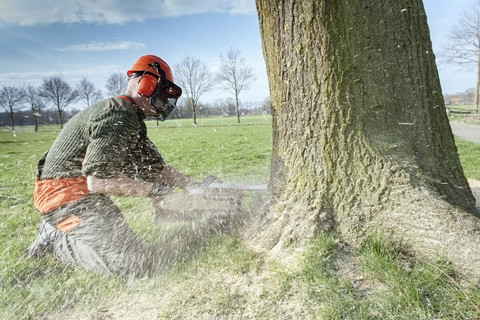 Holzfäller beim Fällen eines Baumes, lizenzfreies Stockfoto