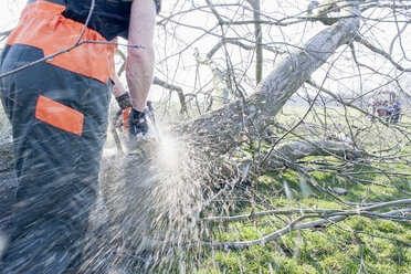 Holzfäller beim Sägen eines Baumstamms - NNF000339