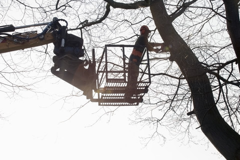 Holzfäller mit Hebezeug beim Fällen eines Baumes, lizenzfreies Stockfoto