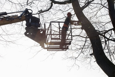 Holzfäller mit Hebezeug beim Fällen eines Baumes - NNF000345