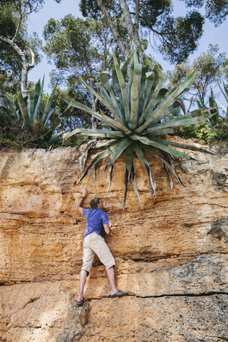 Spanien, Mallorca, Klettern auf einen Felsen, um eine riesige Agave americana zu erreichen, lizenzfreies Stockfoto